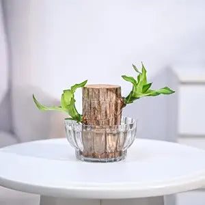 Green Lucky Brazil Wood Potted Plant (Brown)