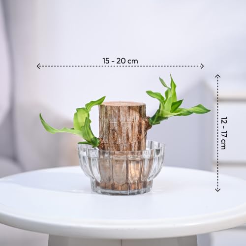 Green Lucky Brazil Wood Potted Plant (Brown)