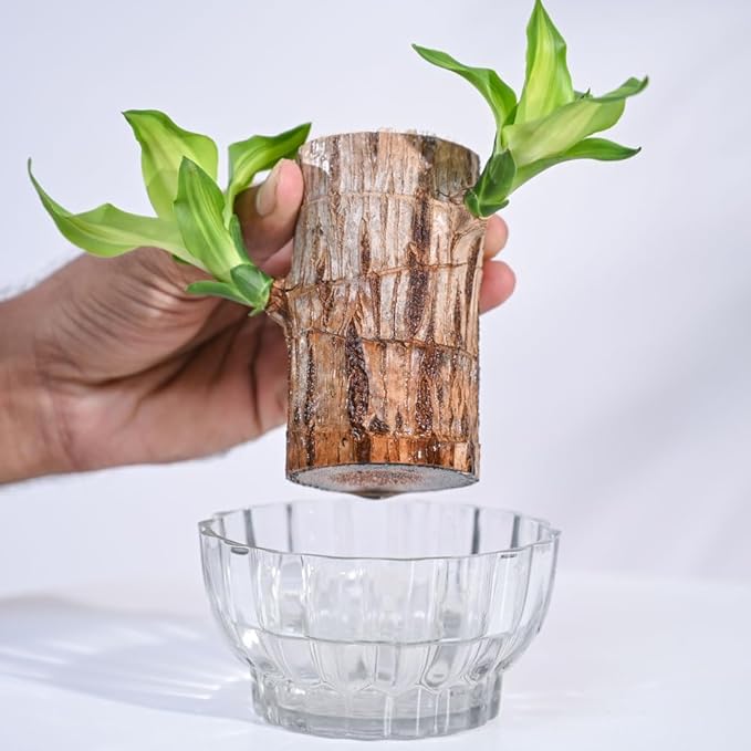 Green Lucky Brazil Wood Potted Plant (Brown)